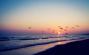 Bird silhouettes in the beach sunset wallpaper thumb