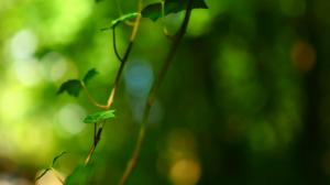 Green leaf background, foliage pictures desktop eye wallpaper thumb