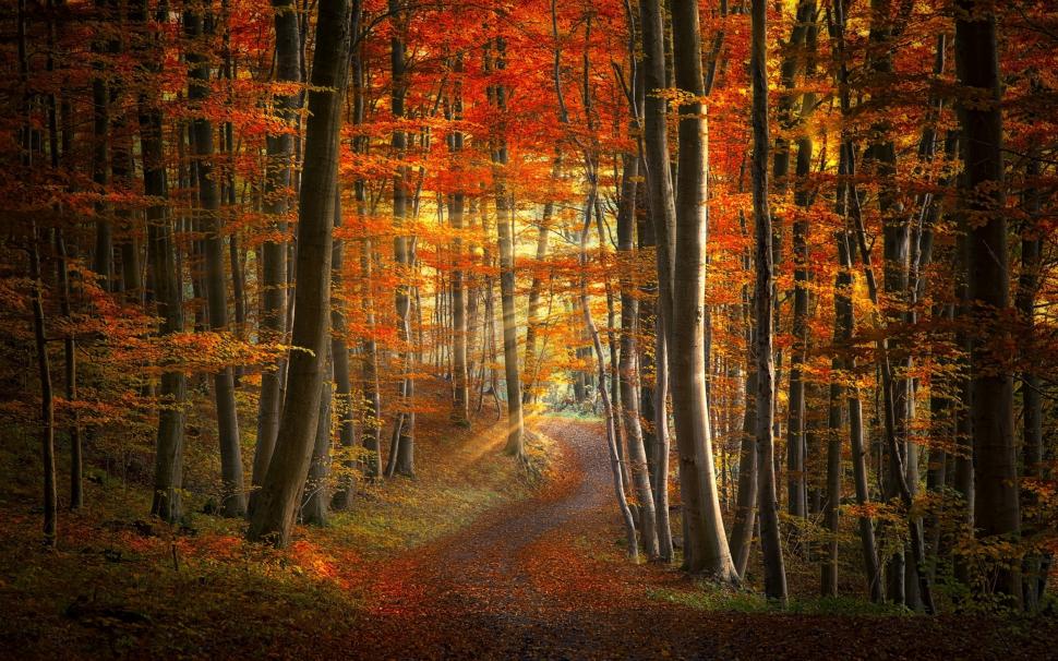 Autumn, Forest, Trees, Sunlight, Path, Nature wallpaper,autumn HD wallpaper,forest HD wallpaper,trees HD wallpaper,sunlight HD wallpaper,path HD wallpaper,2500x1563 wallpaper