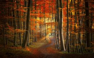 Autumn, Forest, Trees, Sunlight, Path, Nature wallpaper thumb