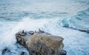 Seal Ocean Rock Stone HD wallpaper thumb