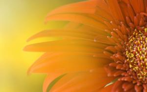 Widescreen Sunflower wallpaper thumb