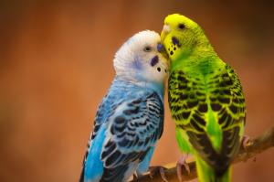 Parrots couple love wallpaper thumb