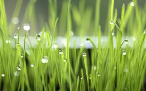 Dew Drops Grass Free Photos wallpaper thumb