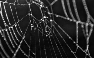 Spider Web Web Green BW Water Drops Wet HD wallpaper thumb