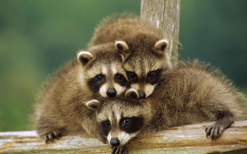 Cute little raccoon wallpaper,Cute HD wallpaper,Little HD wallpaper,Raccoon HD wallpaper,1920x1200 wallpaper