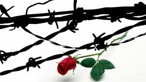 Rose Barbed Wire wallpaper thumb