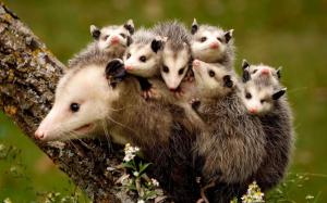 Possums, mother and children wallpaper thumb