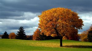 Nature, Trees, Branch, Landscape, Fall, Leaves, Grass, Field, Clouds wallpaper thumb