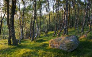 Spring forest trees, grass, stone wallpaper thumb