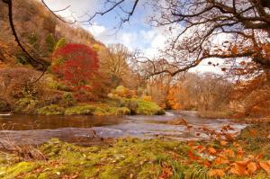 *** The River Through The Autumn Trees*** wallpaper thumb