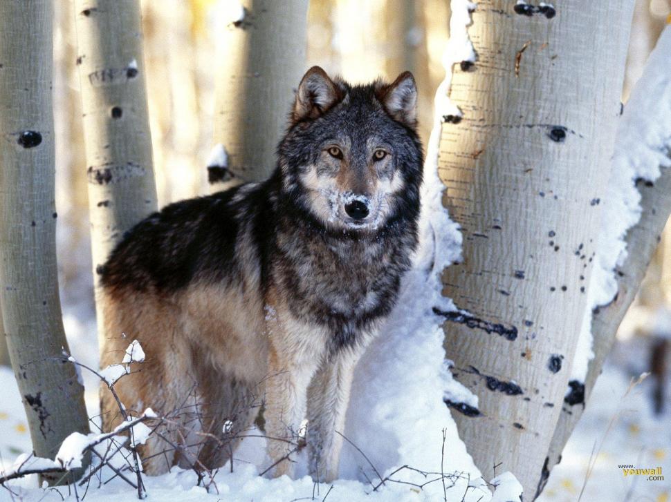 Wolf Snow HD wallpaper,animals wallpaper,snow wallpaper,wolf wallpaper,1600x1200 wallpaper