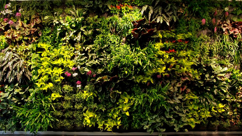 Bush Plants HD wallpaper,nature HD wallpaper,plants HD wallpaper,bush HD wallpaper,1920x1080 wallpaper