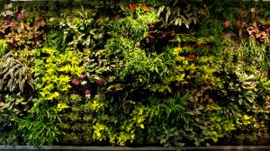 Bush Plants HD wallpaper thumb