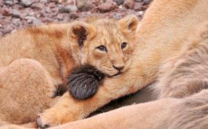 Adorable lion cub wallpaper thumb