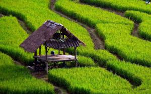 Small House In The Rice Field wallpaper thumb
