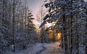 Winter, forest, thick snow, trees, sunset wallpaper thumb