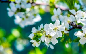 Flowering branches wallpaper thumb