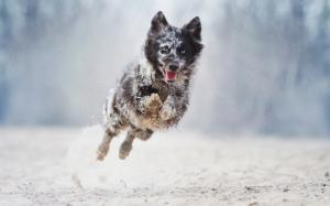 Dog running and jump, bokeh wallpaper thumb