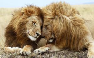 Lions Pair in Jungle wallpaper thumb