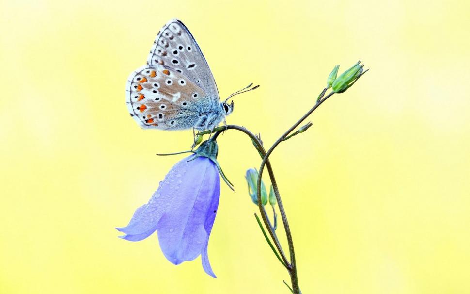 Flower Bell Blue Butterfly wallpaper,flower wallpaper,bell wallpaper,blue wallpaper,butterfly wallpaper,1680x1050 wallpaper