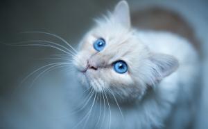 Burmese cat, blue eyes, white kitten wallpaper thumb