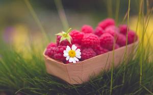 Red raspberries, berry, daisy, grass, green wallpaper thumb