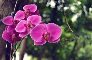 Orchids flowers wallpaper thumb