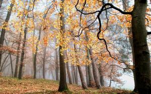 Autumn, forest, trees, yellow leaves, fog wallpaper thumb