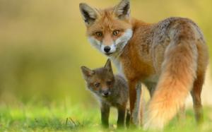 Animals close-up, fox, cub, look back wallpaper thumb