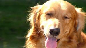 Cute Dog Yawning wallpaper thumb
