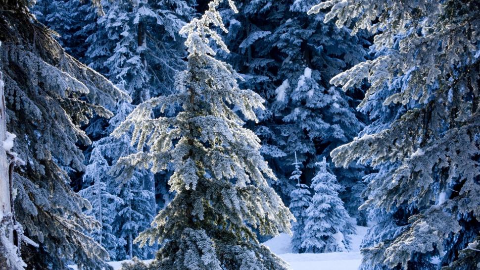 Trees Snow Winter Forest HD wallpaper,nature HD wallpaper,trees HD wallpaper,snow HD wallpaper,forest HD wallpaper,winter HD wallpaper,1920x1080 wallpaper