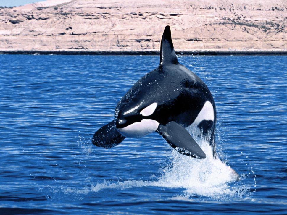 Killer Whale Jumping Laptop Backgrounds wallpaper | animals | Wallpaper  Better