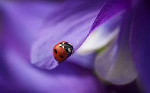 Purple petals, flower close-up, red ladybug wallpaper thumb