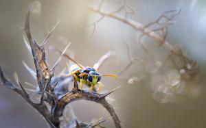 Insect in nature wallpaper thumb