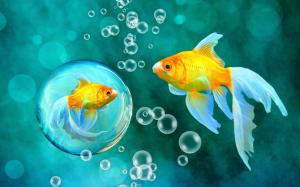 Bubbles Goldfish Blue Bokeh Sea Fish Fishes Underwater Water Gold Desktop wallpaper thumb