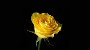 *** Beautiful Yellow Rose *** wallpaper thumb