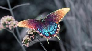 Beautiful colorful butterfly wallpaper thumb