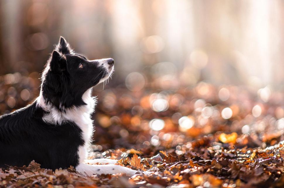 Dog, Animals, Depth Of Field, Nature, Leaves, Fall, Bokeh wallpaper,dog HD wallpaper,animals HD wallpaper,depth of field HD wallpaper,nature HD wallpaper,leaves HD wallpaper,fall HD wallpaper,bokeh HD wallpaper,2048x1358 wallpaper