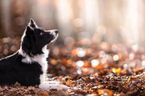 Dog, Animals, Depth Of Field, Nature, Leaves, Fall, Bokeh wallpaper thumb