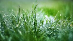 Grass Macro Water Drops Green HD wallpaper thumb
