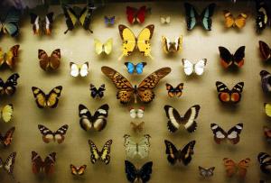 Nice Collection of Butterflies wallpaper thumb