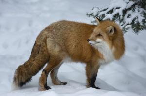 Red fox in winter wallpaper thumb