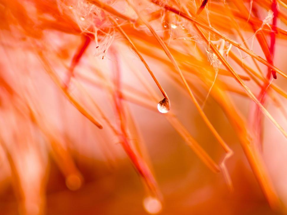 Red style, water drops, grass, macro photography wallpaper,Red HD wallpaper,Style HD wallpaper,Water HD wallpaper,Drops HD wallpaper,Grass HD wallpaper,Macro HD wallpaper,Photography HD wallpaper,2560x1920 wallpaper