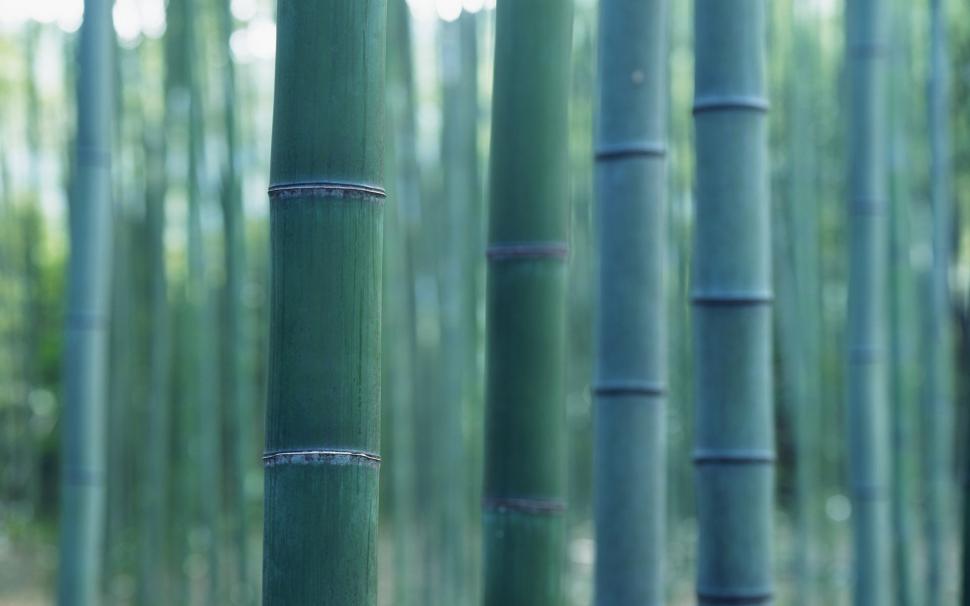 Bamboo, Nature, Bokeh wallpaper,bamboo HD wallpaper,nature HD wallpaper,bokeh HD wallpaper,1920x1200 wallpaper