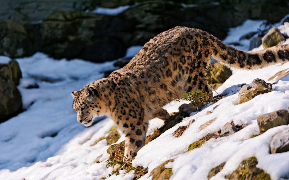 The snow leopard foraging in the snow wallpaper,Snow HD wallpaper,Leopard HD wallpaper,Foraging HD wallpaper,2560x1600 wallpaper