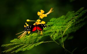Beautiful Butterfly Alone wallpaper thumb