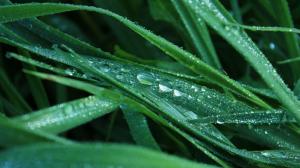 Dew drops on grass wallpaper thumb