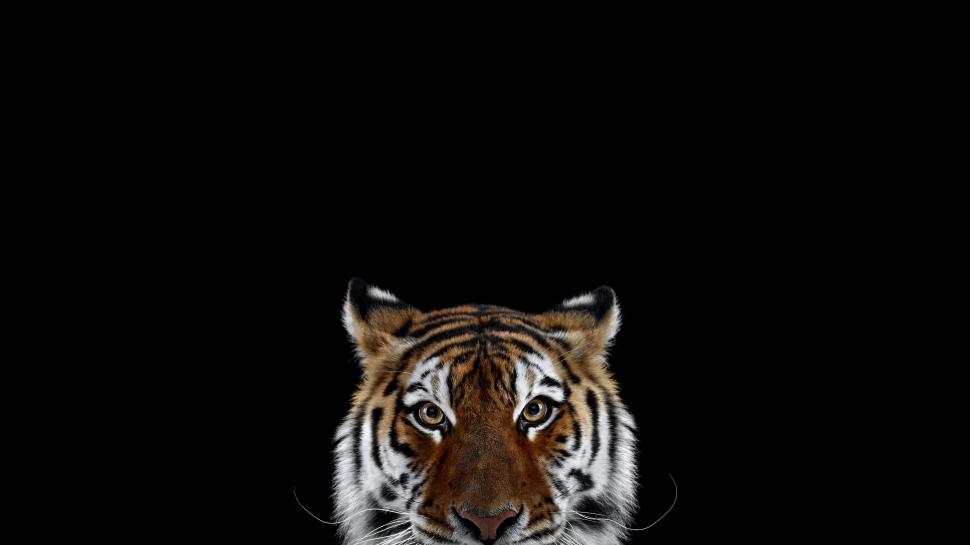 Tiger, Photography, Mammals, Animals wallpaper,tiger HD wallpaper,photography HD wallpaper,mammals HD wallpaper,animals HD wallpaper,2560x1440 HD wallpaper,2560x1440 wallpaper