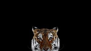Tiger, Photography, Mammals, Animals wallpaper thumb